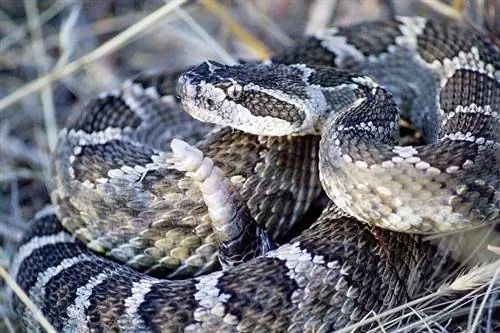 Serpiente de cascabel