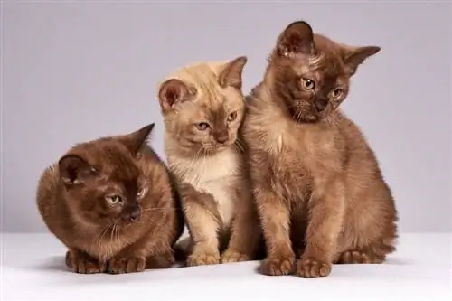 gatinhos birmaneses