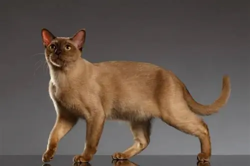 Magkano ang Gastos ng Burmese Cat? (Gabay sa Presyo ng 2023)