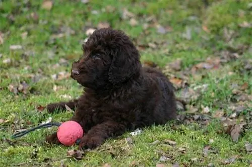 Irlandiya suv spaniel