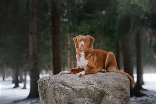 Nova Scotia Duck Tolling Retriever