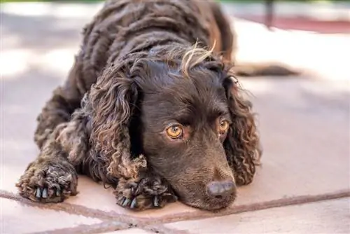 amerikāņu ūdens spaniels