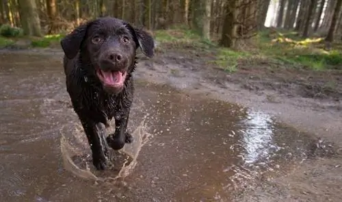 12 Dogs With Webbed Feet (Nrog duab)