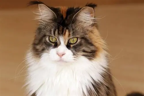 cận cảnh một con mèo maine coon