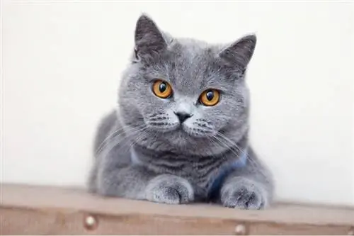 Chat gris British shorthair assis sur une table boisée