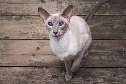 chat oriental à poil court