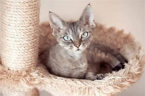 màu xám devon rex