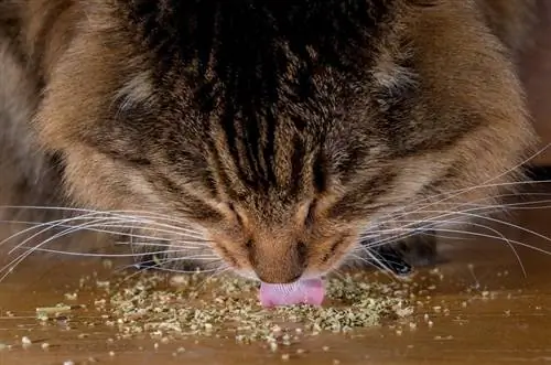 კატა ჭამს catnip