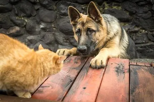 um cão pastor alemão atacando o gato laranja