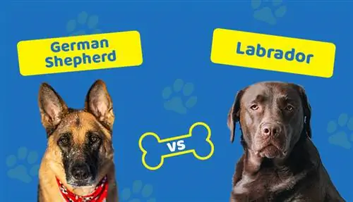 Chó chăn cừu Đức vs Labrador: Giống chó nào phù hợp với bạn?