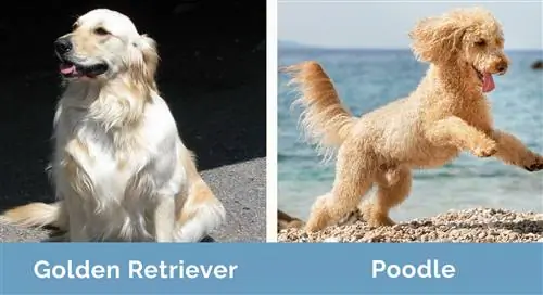 Golden Retriever vs Poodle cạnh nhau