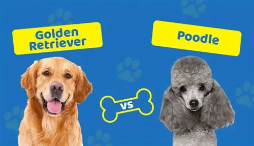 Golden Retriever vs Poodle: Qual devo escolher?