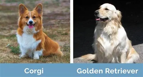 Corgi vs Golden Retriever δίπλα δίπλα