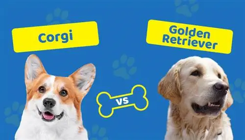 Corgi vs Golden Retriever: Vilket ska jag välja? En djupgående jämförelse