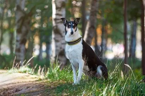 Smooth Collie