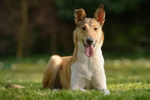 Smooth Collie: pildid, teave, temperament & omadused