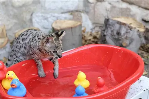 Kan Savannah Cats svømme? Kan de lide vand?