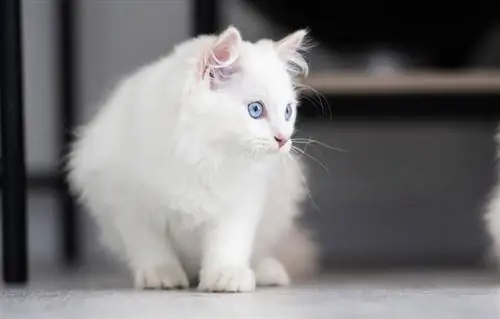 con mèo ragdoll trắng đang nhìn vào thứ gì đó ở đằng xa