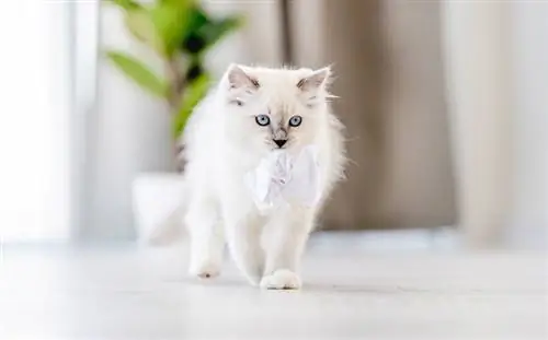 mèo ragdoll trắng đi dạo trong nhà