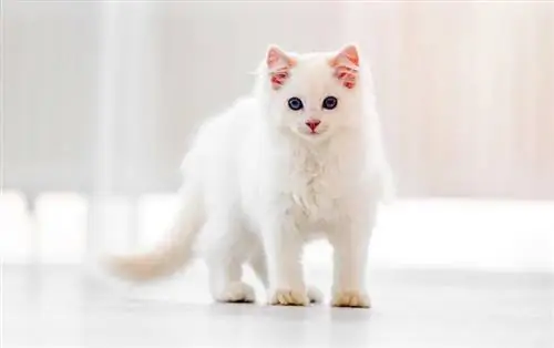 White Ragdoll Cat: حقائق ، أصل & التاريخ (بالصور)