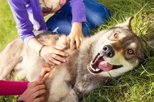 Siberian-Husky-cane-divertente_CebotariN_shutterstock