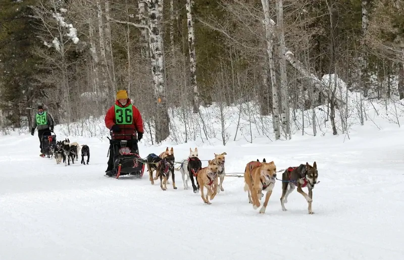 Carrera de perros de trineo Iditarod Trail en Alaska