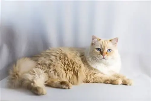 Flame Point Ragdoll Cat – Sự kiện, Nguồn gốc & Lịch sử (Có hình ảnh)