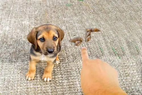 Köpek kakası kınama