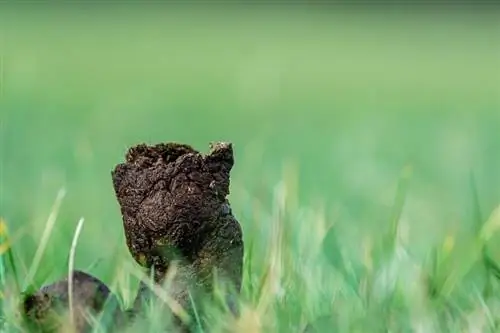 কুকুর গুলি চালানো