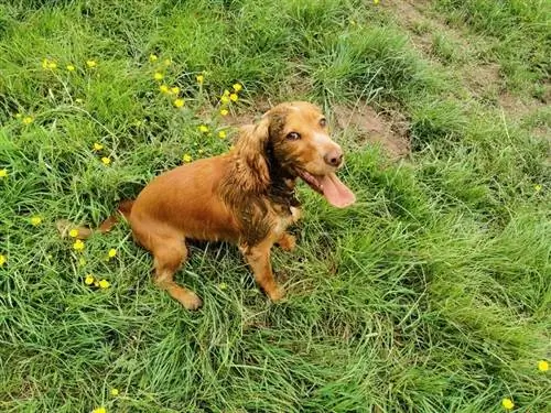 naughty dog pooping