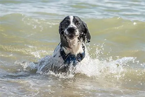 dəniz sahilində xoruz spaniel iti