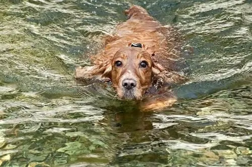 ¿A los cocker spaniel les gusta el agua? La respuesta sorprendente