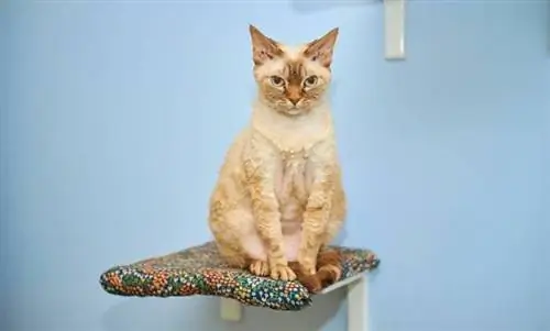 devon rex katt sitter på en fyrkantig hylla