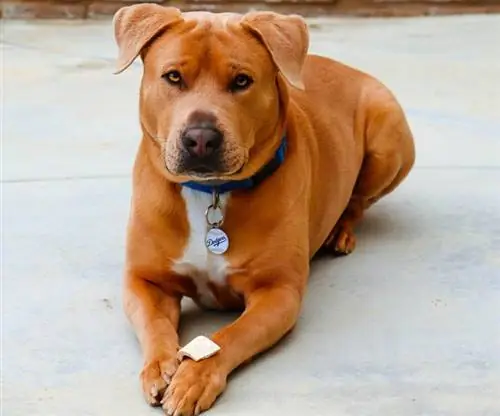 Gouden pitbull