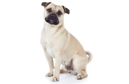 Pugpit