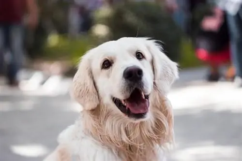 Cerca de un perro pastor alemán adulto