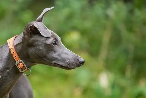 Whippet