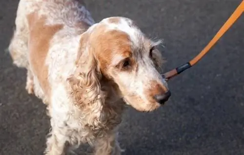 chungwa roan cocker spaniel