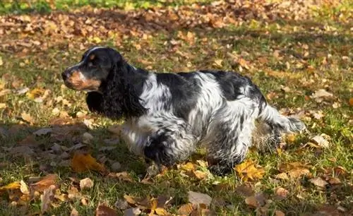 biru roan dan tan cocker spaniel