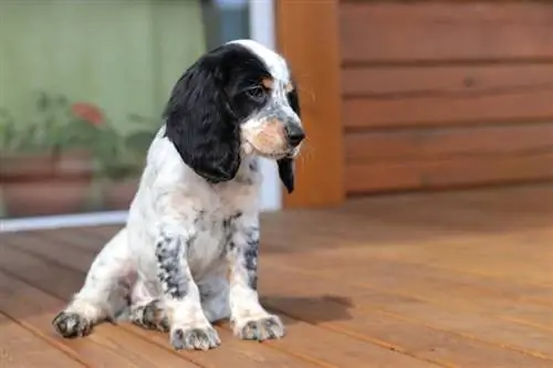 koker spaniel e zezë e bardhë dhe e zezë