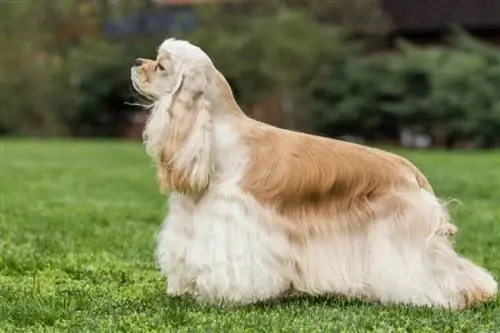 spaniel ayam jantan bertanda terbuka