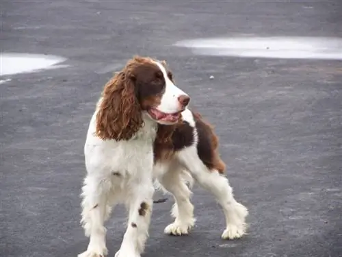 hati dan spaniel ayam jantan putih