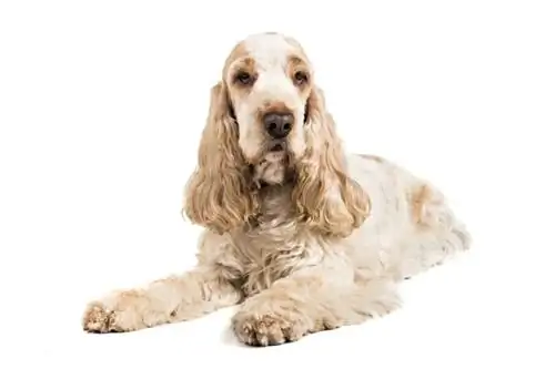 lemon na nyeupe cocker spaniel