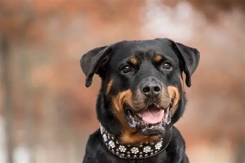 rottweiler w obroży dla psa