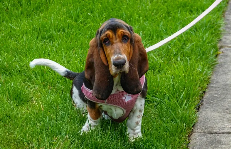 kvinnelig bassethund med sele som sitter på gress