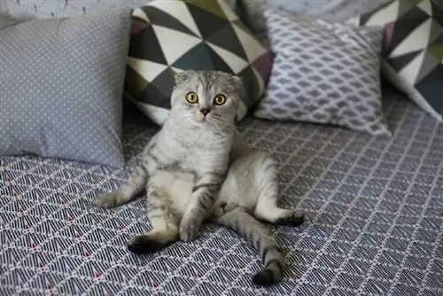 Die ungewöhnliche Sitzposition einer Scottish Fold-Katze