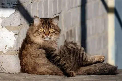 Die Katze, die an der Wand sitzt, sieht im Bild wie eine Person aus