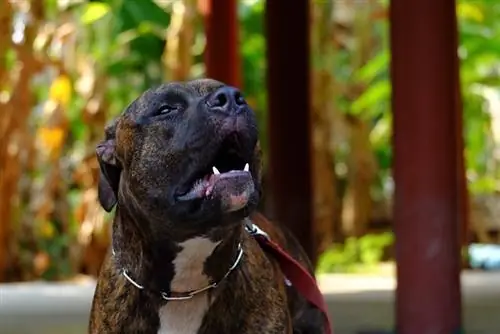 chó pitbull sủa