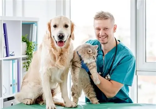 golden retriever hund og katt sjekk av veterinær