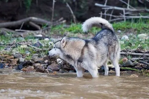 Sibirya Kurdu köpeği_Thipwan_shutterstock